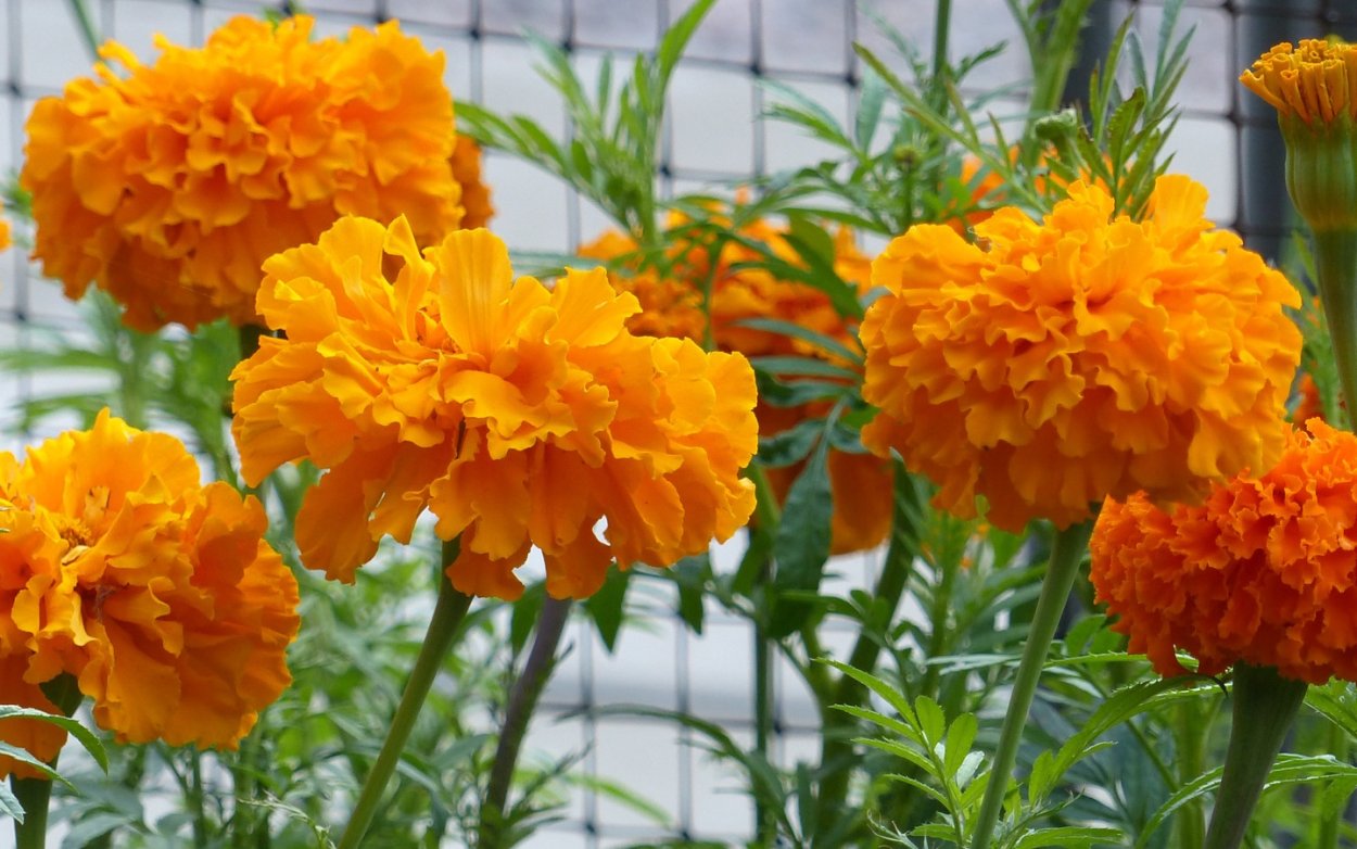 Ноготки бархатцы