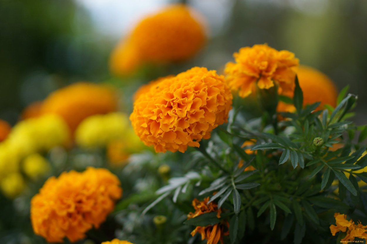 Бархатцы мандарин джем