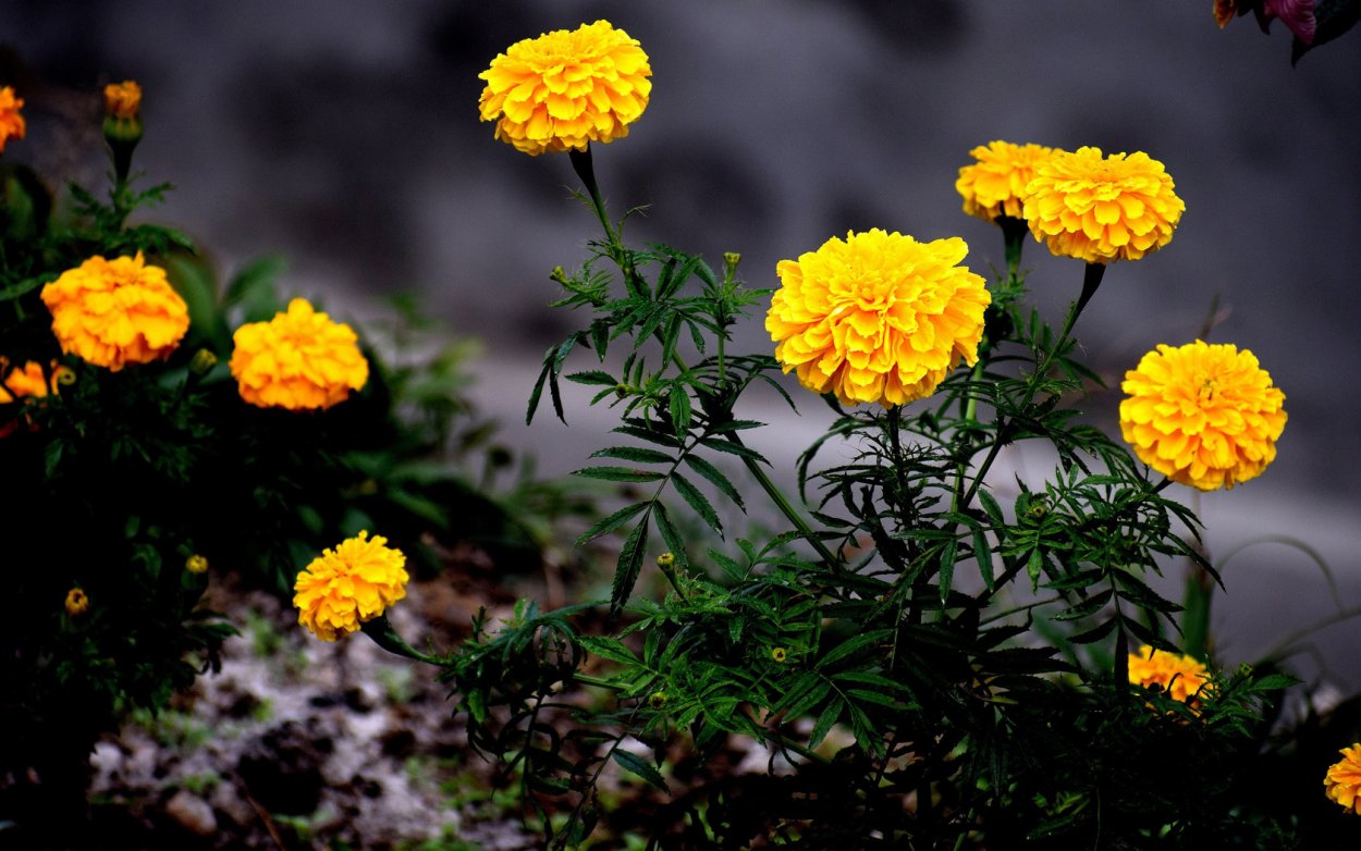 Бархатцы мелкоцветные