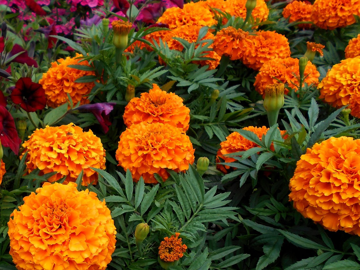 Бархатцы Эректа