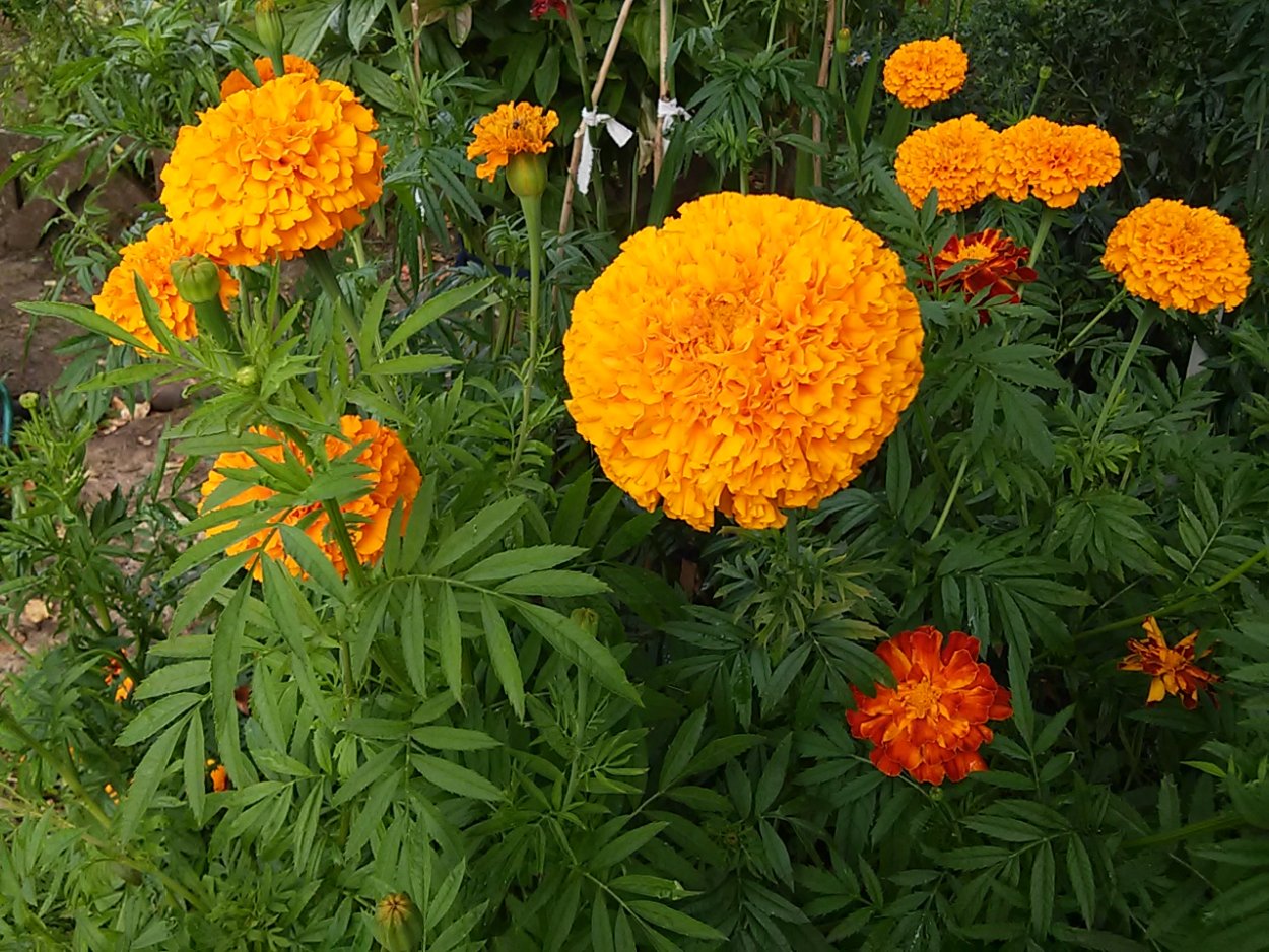 Бархатцы Тагетес прямостоячий золотой великан