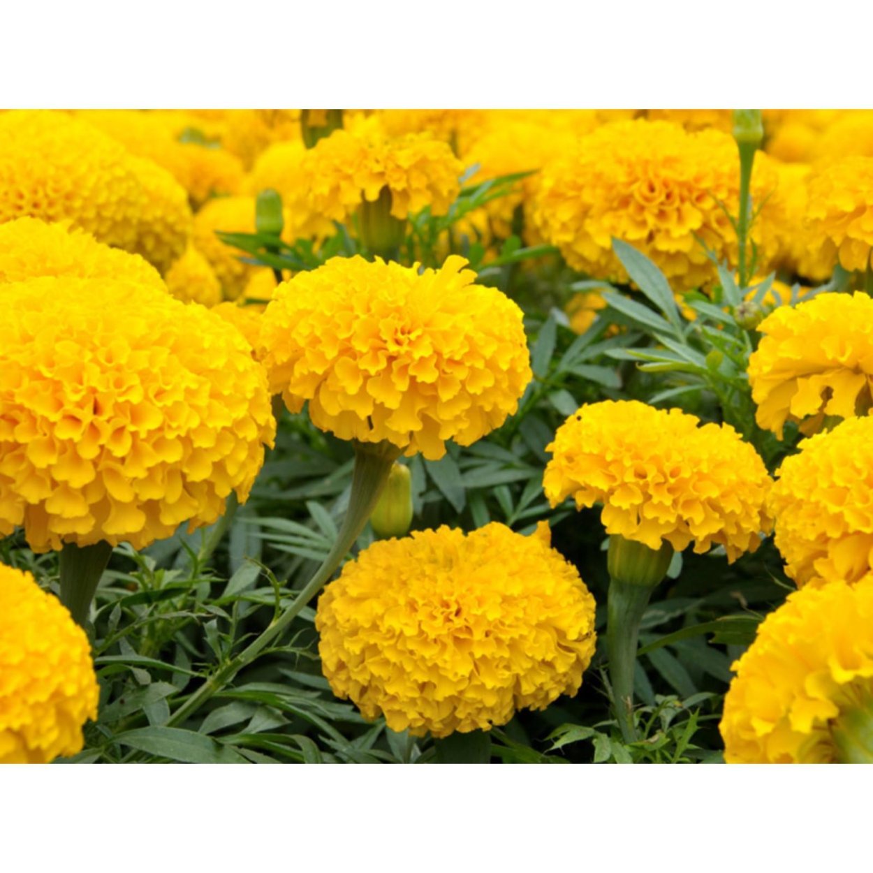 Бархатцы хризантемовидные