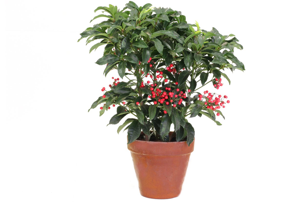 Паслен Соланум