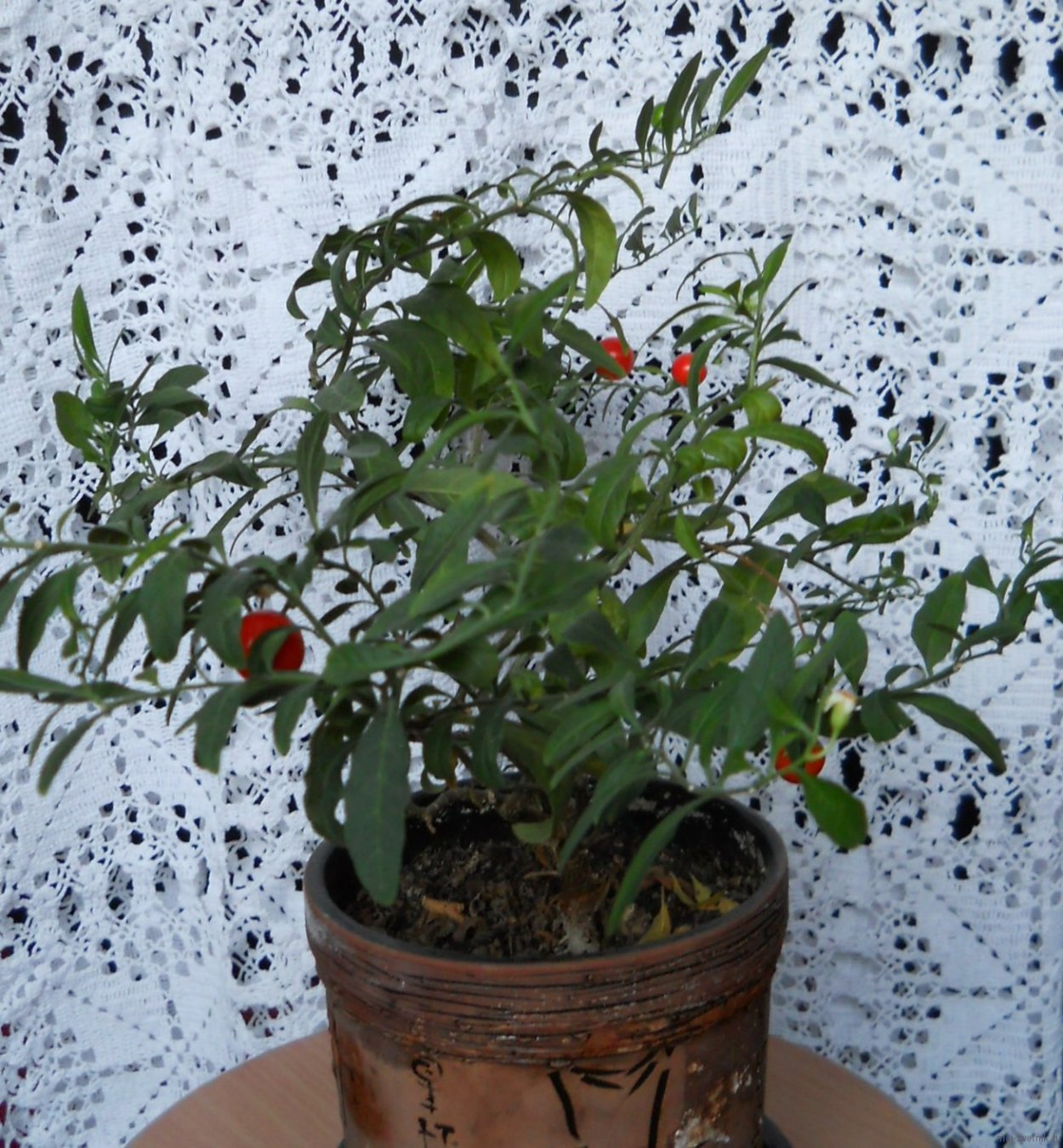 Ардизия городчатая