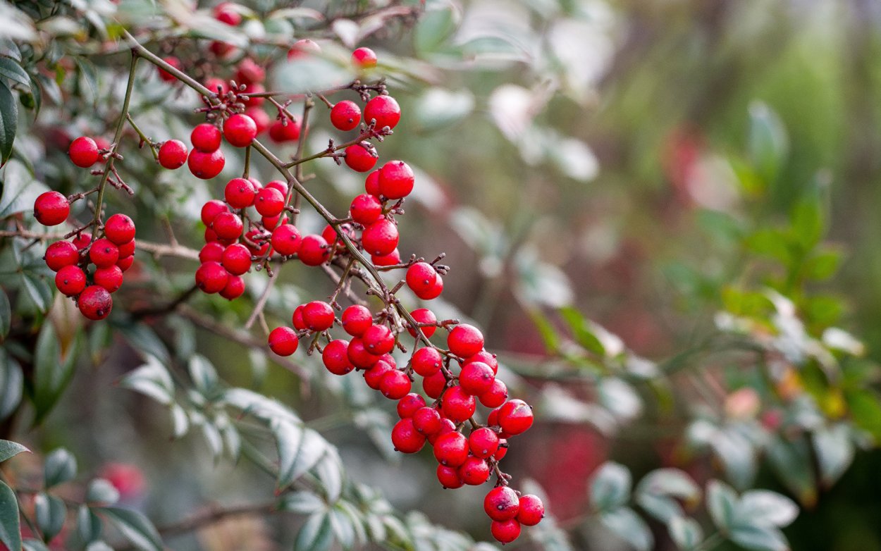 Коралловый мох нертера