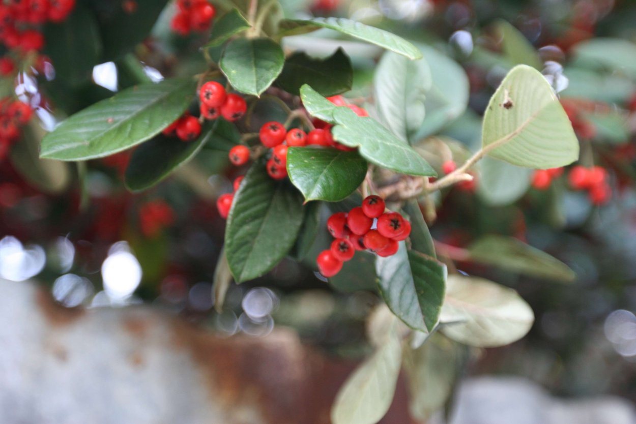 Кусты на даче с красными ягодами