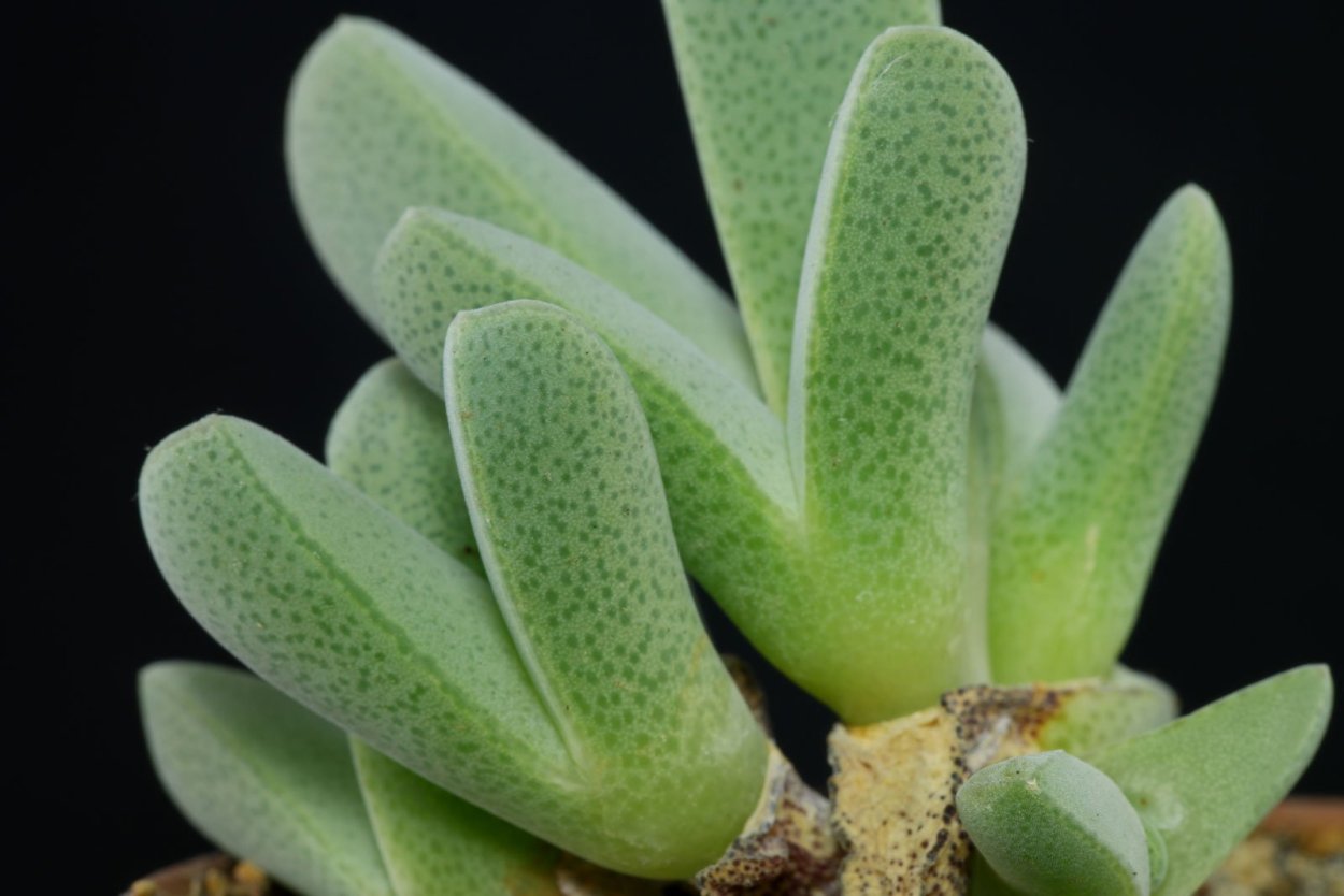 Cheiridopsis peculiaris