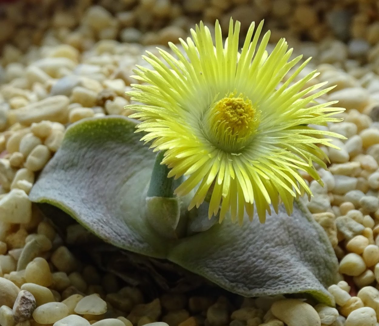 Cheiridopsis pillansii