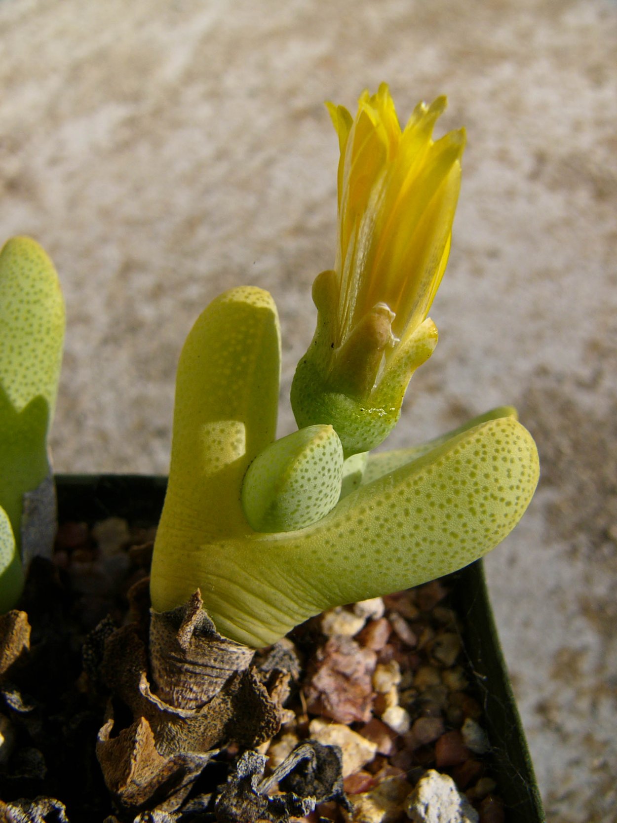 Хейридопсис Винзили