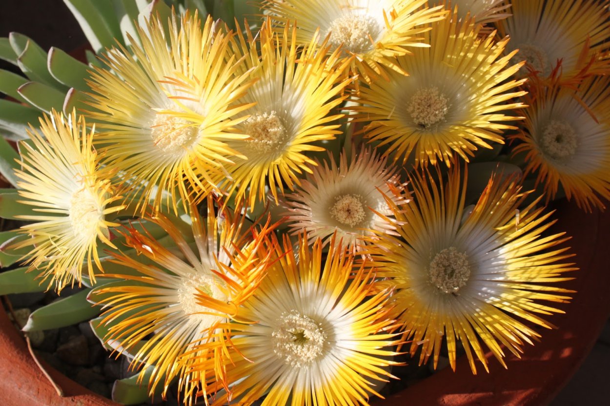 Хейридопсис дентикулята