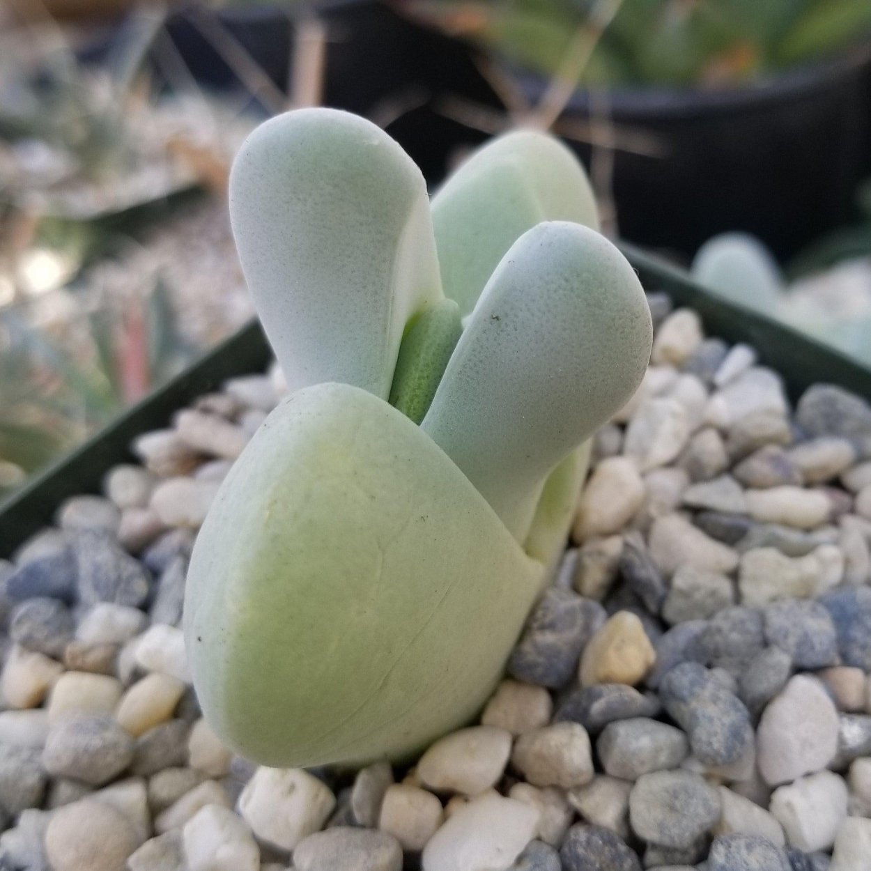 Cheiridopsis peculiaris