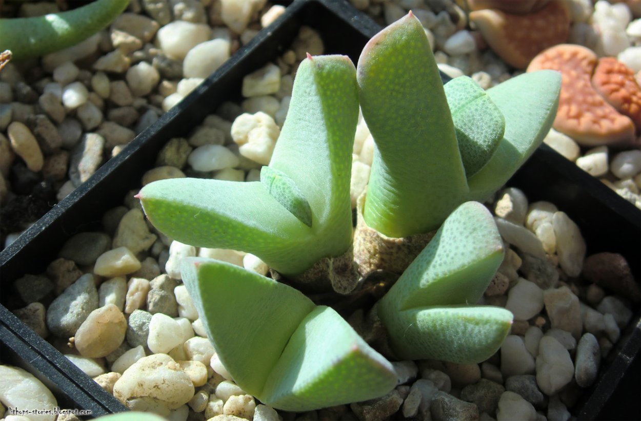 Суккулент Cheiridopsis denticulata