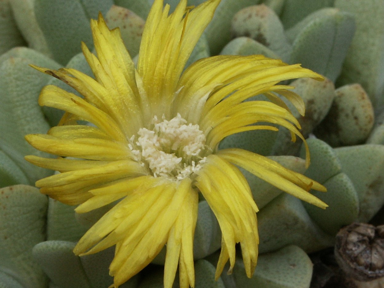 Odontophorus pusilla