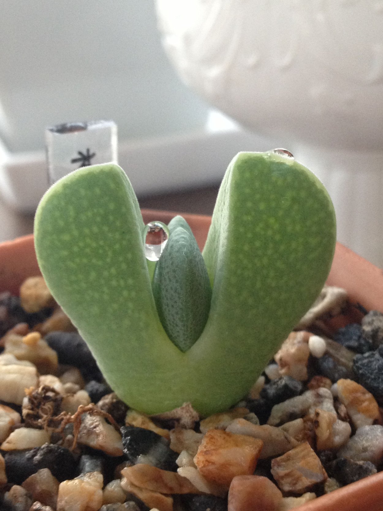 Хейридопсис пурпурный размножение