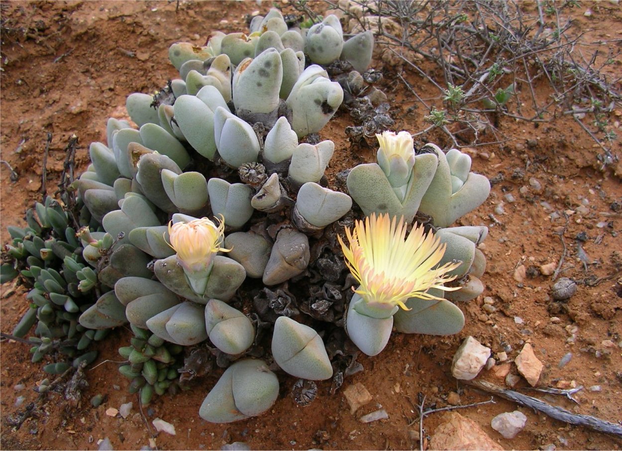 Хейридопсис Робуста