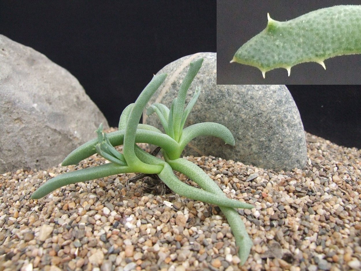 Монилария заячьи ушки всходы