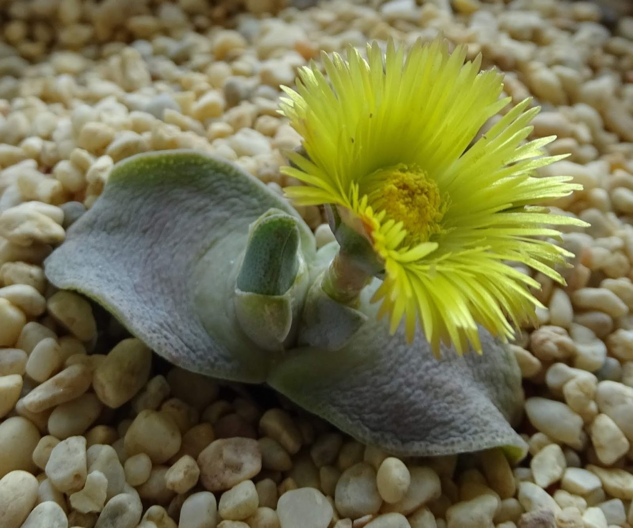 Крестолистник суккулент