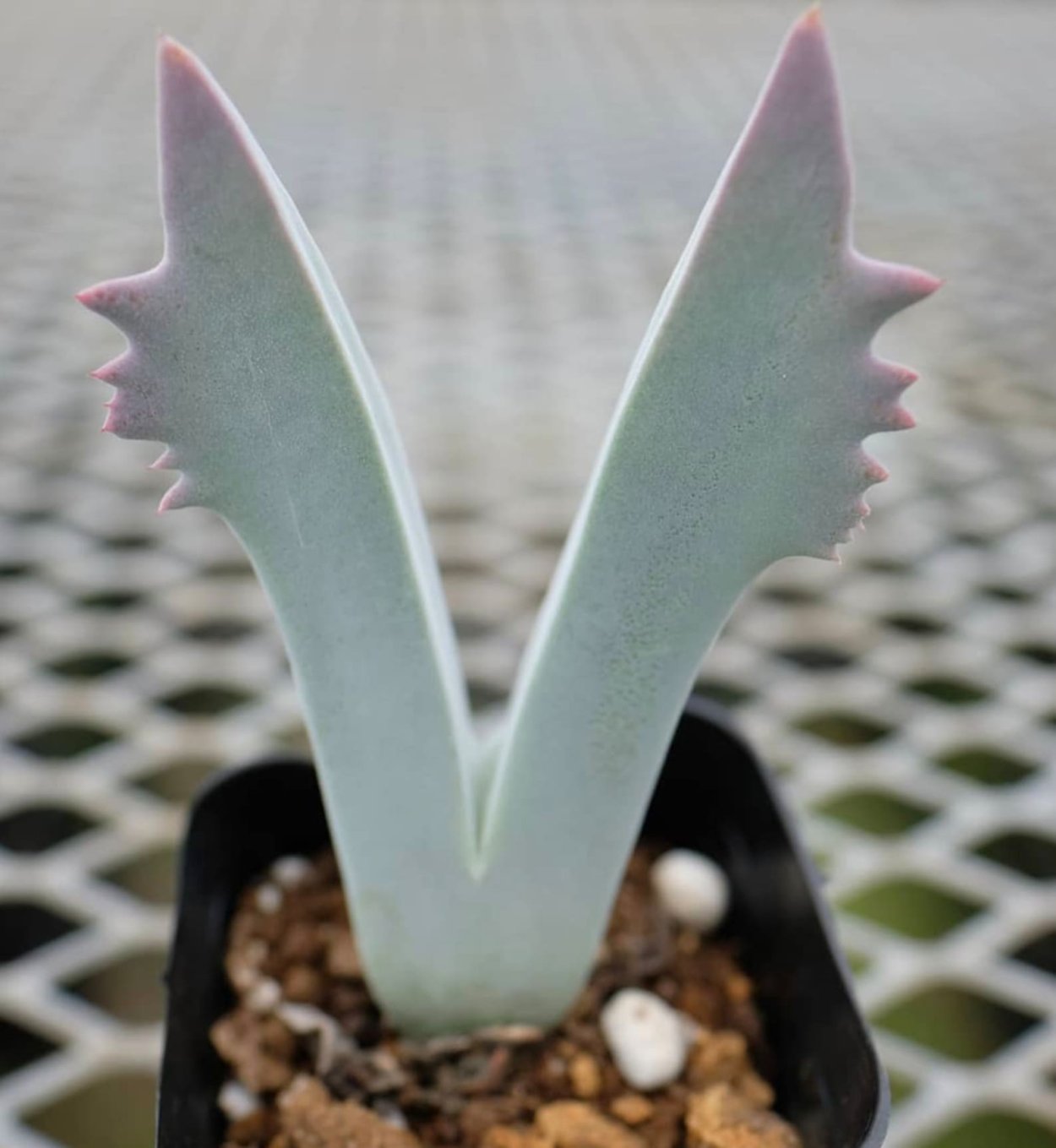 Cheiridopsis denticulata