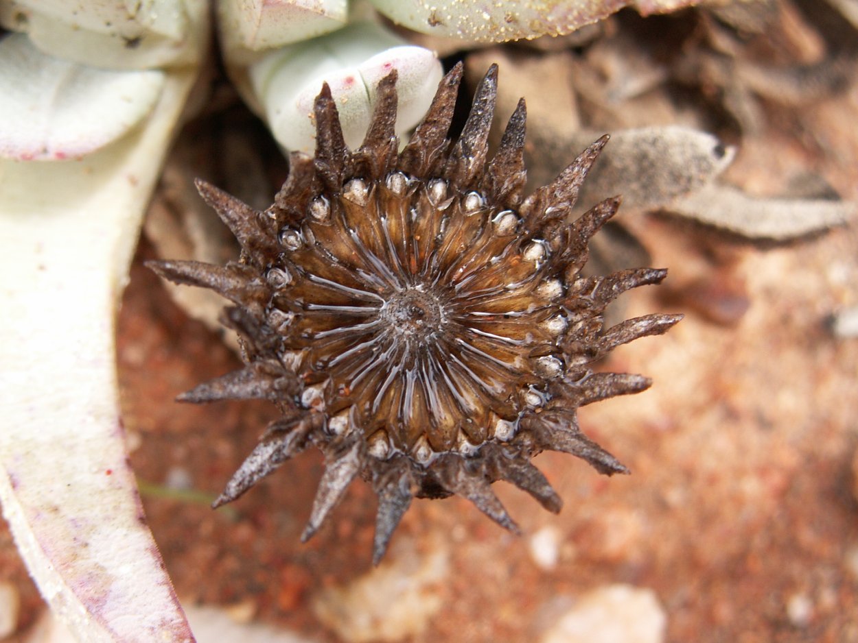 Мезембриантемум суккулент