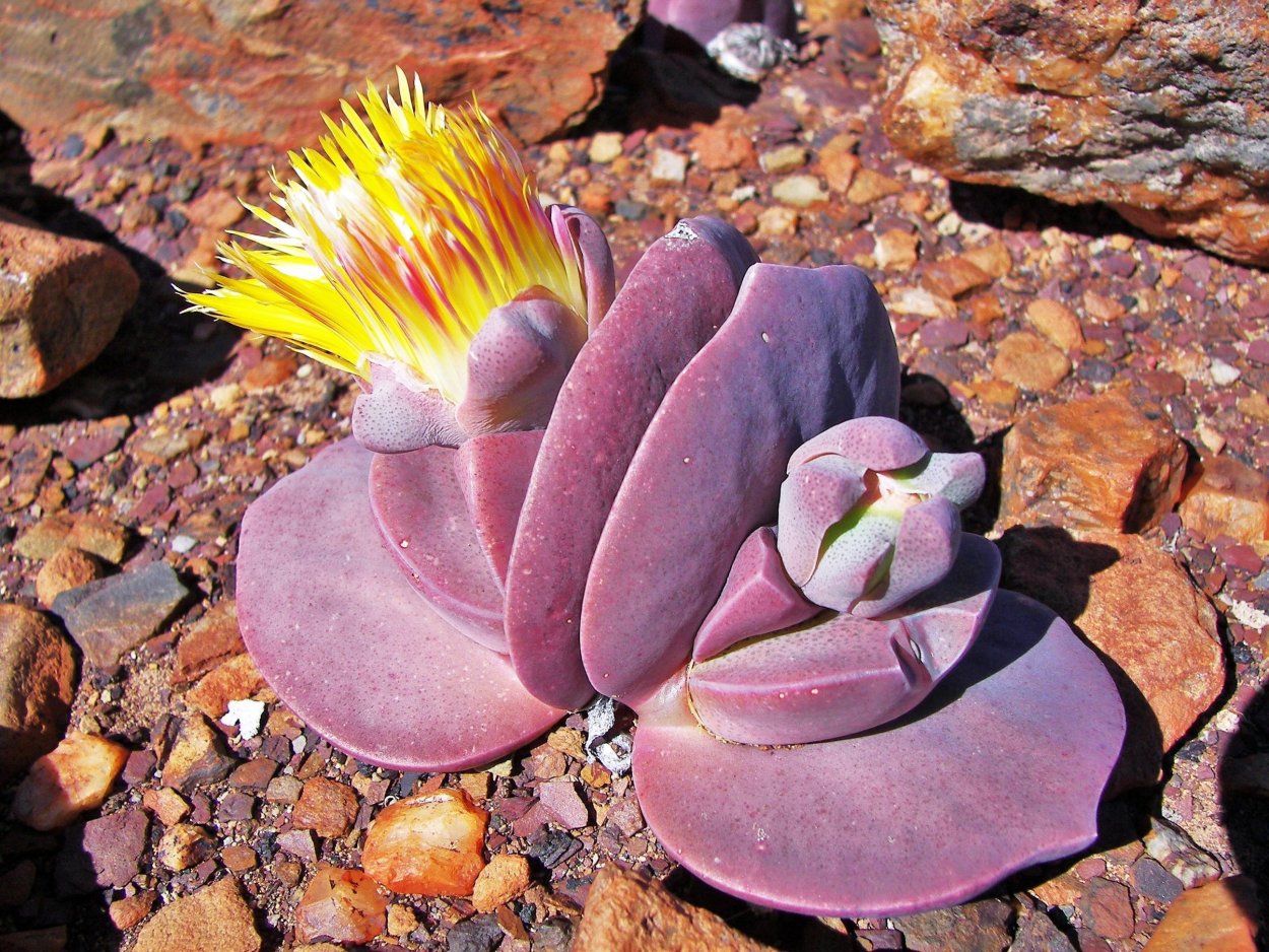 Cheiridopsis peculiaris