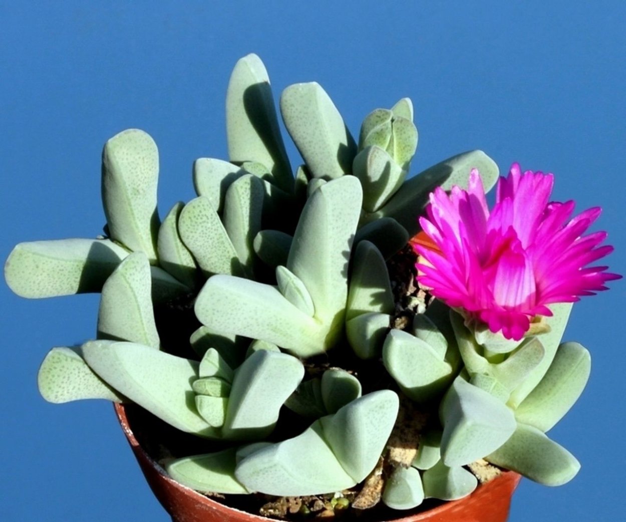 Cheiridopsis purpurea