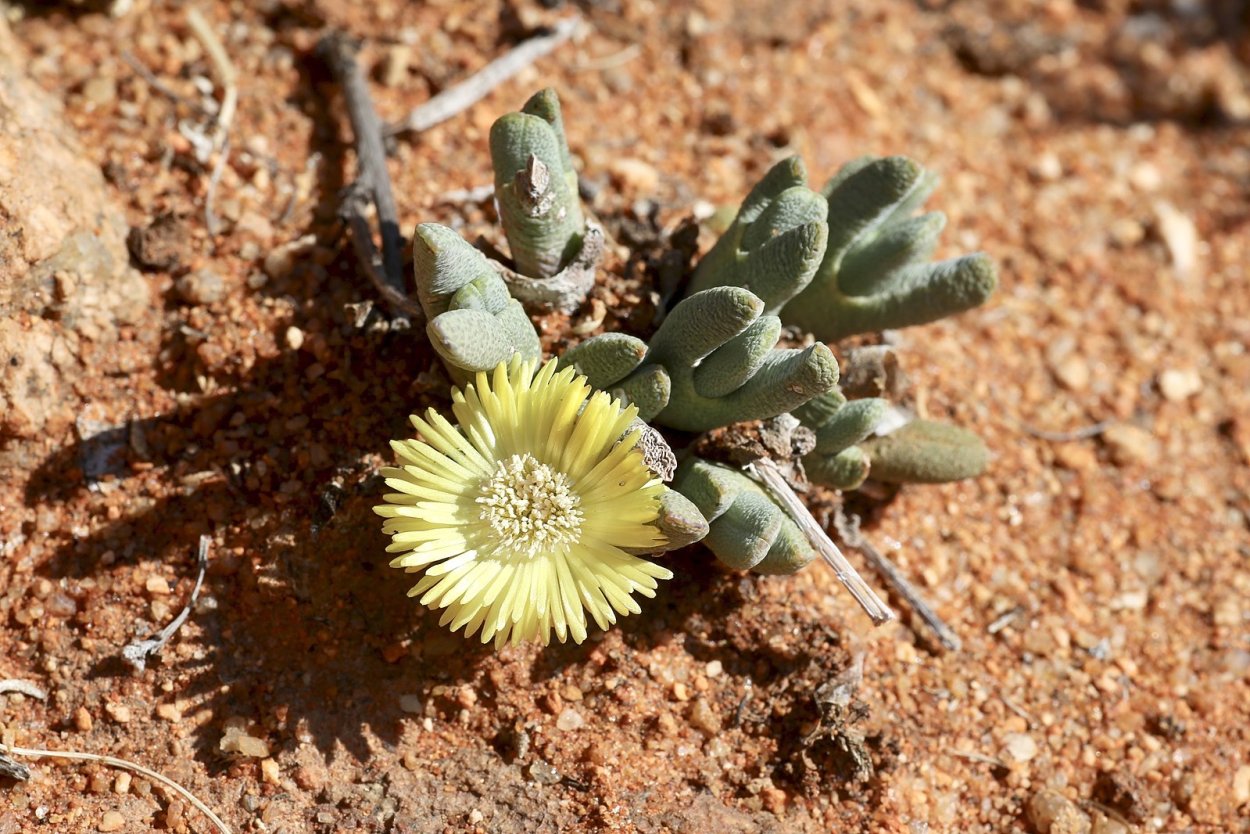 Хейридопсис суккулент