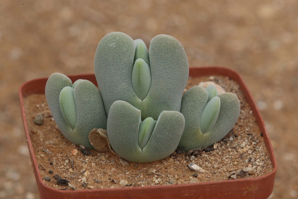 Суккулент Cheiridopsis denticulata