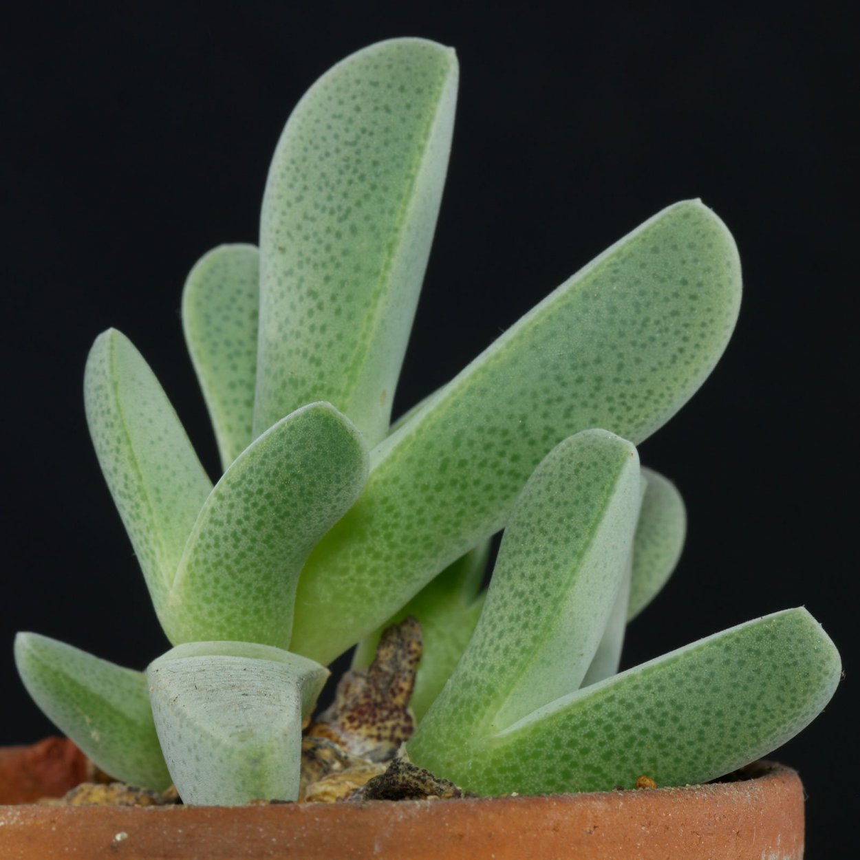 Суккулент Cheiridopsis denticulata