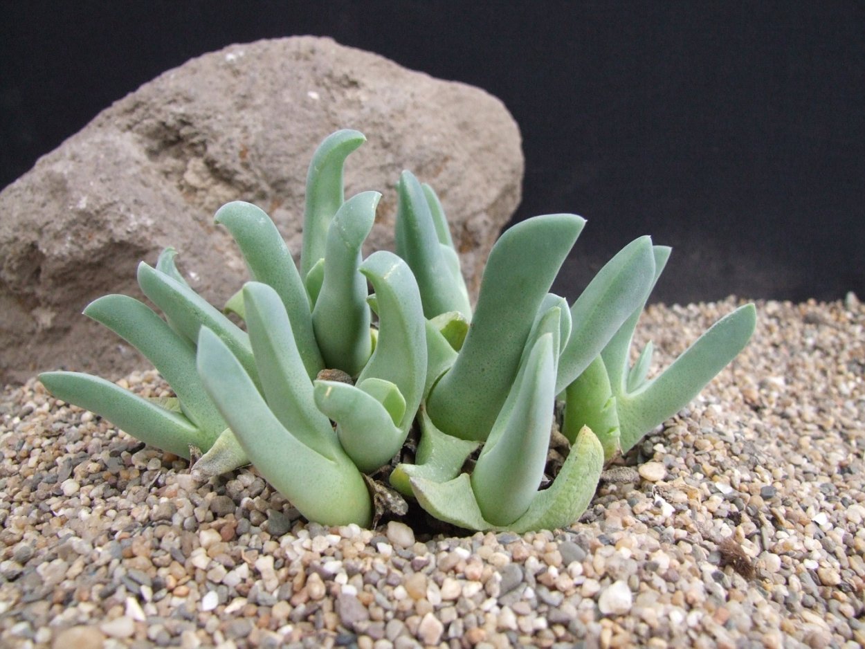 Суккулент Cheiridopsis denticulata