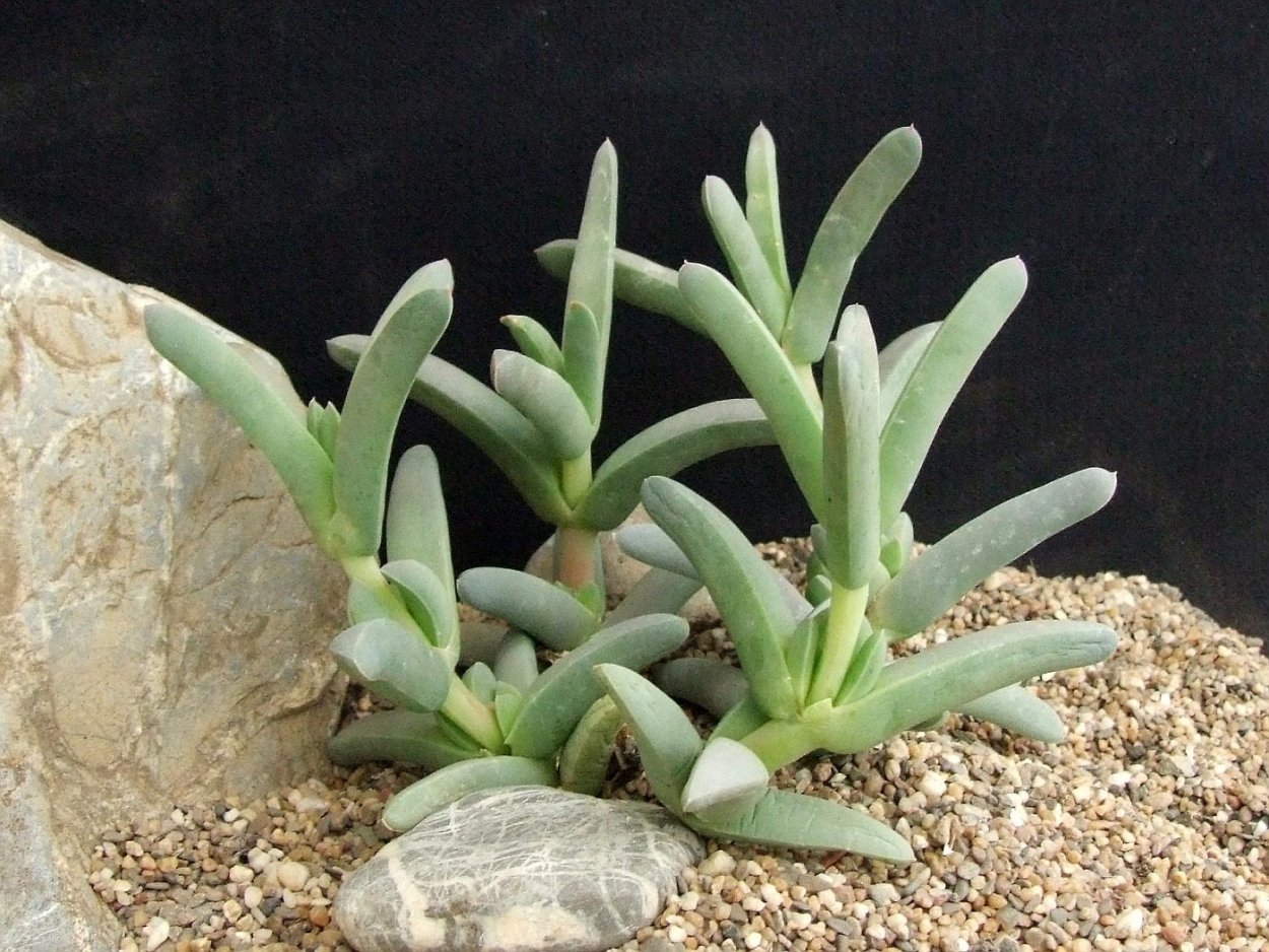 Cephalophyllum alstonii