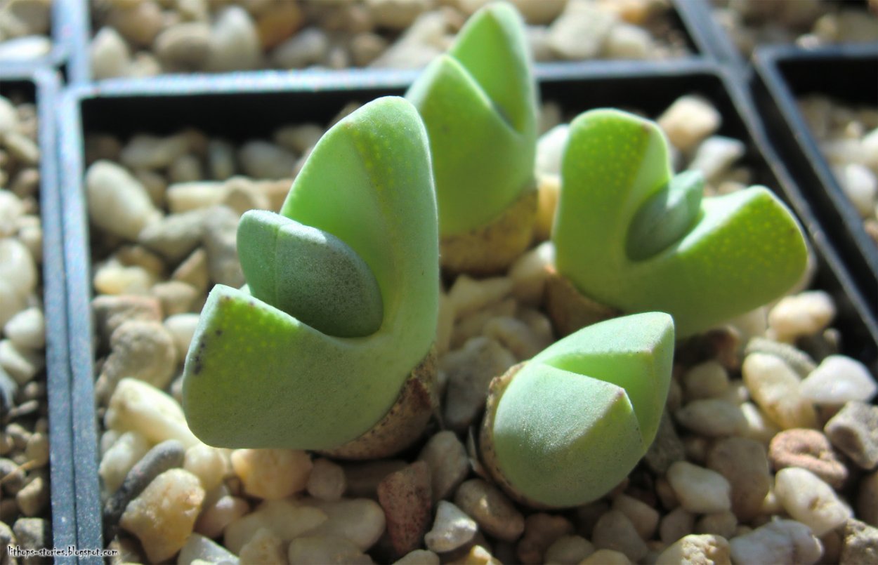 Хейридопсис пурпурный