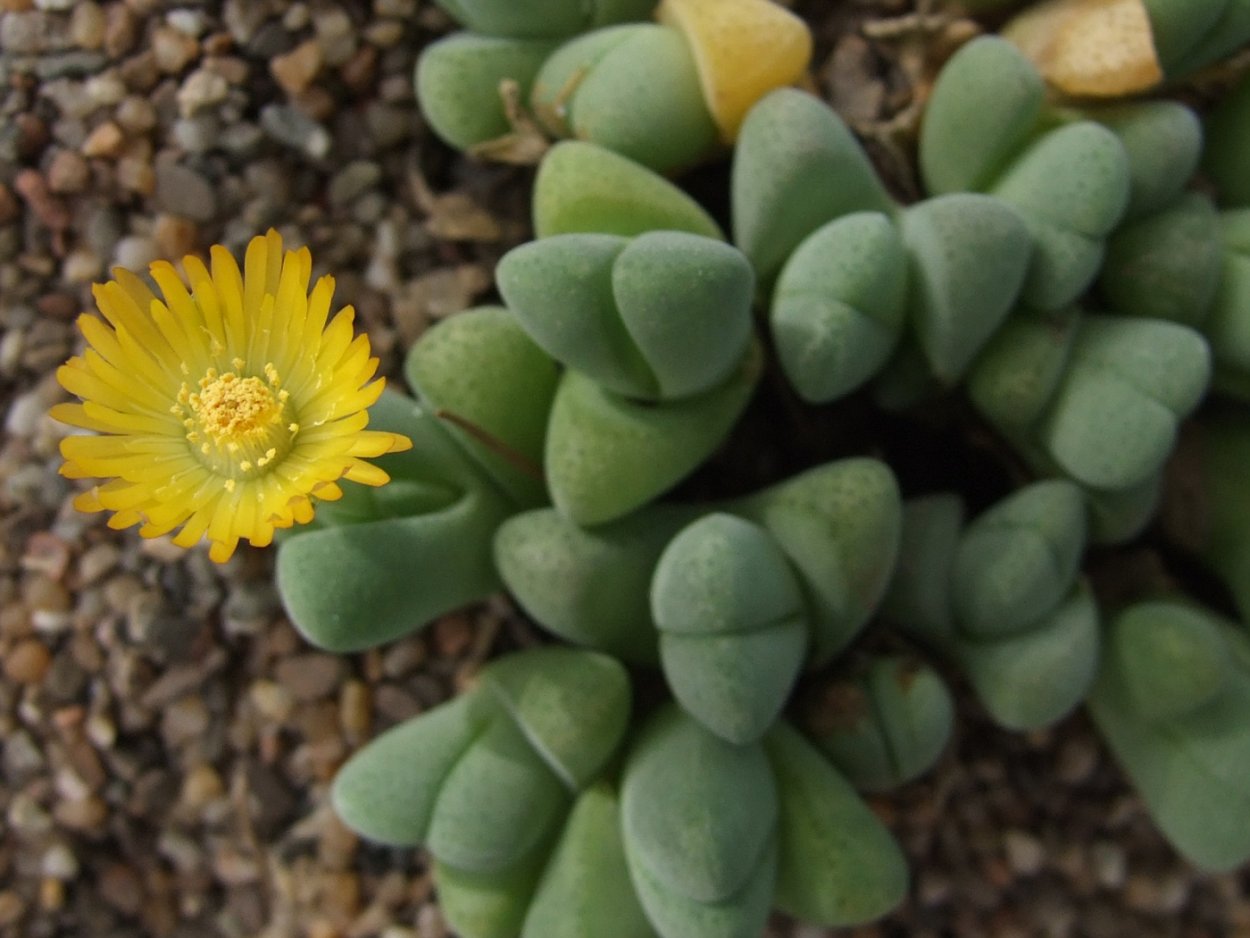 Плодик конофитума