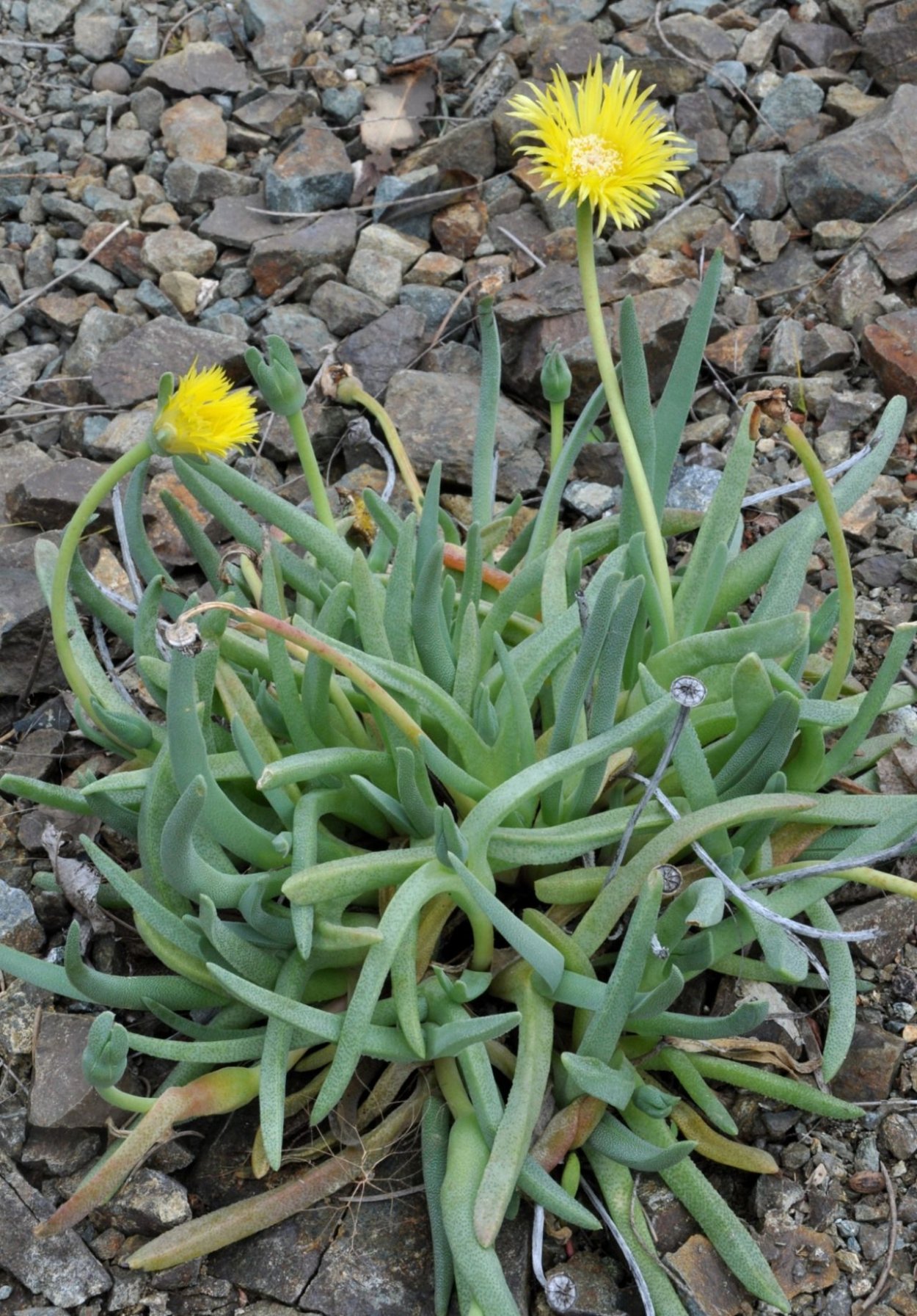 Didymaotus lapidiformis