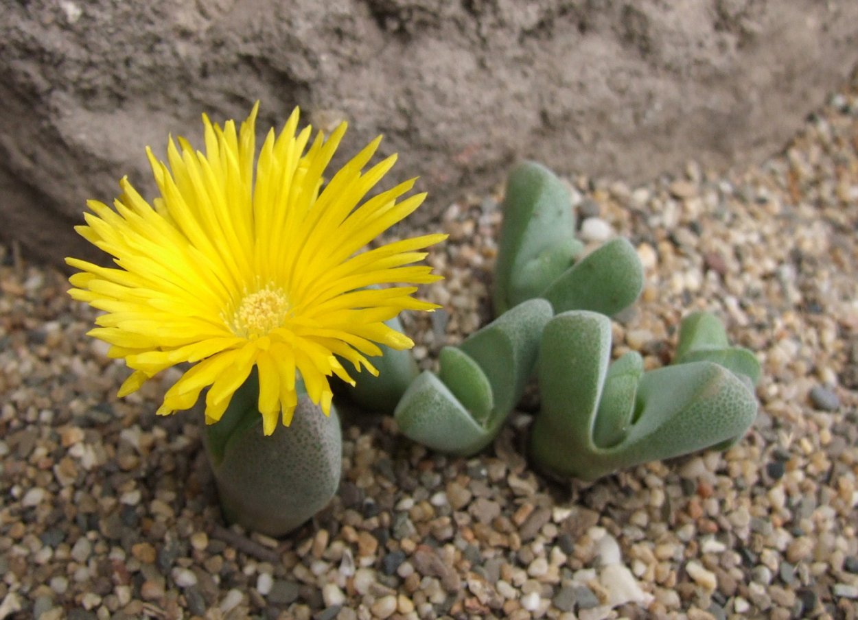 Хейридопсис дентикулята d8 h12