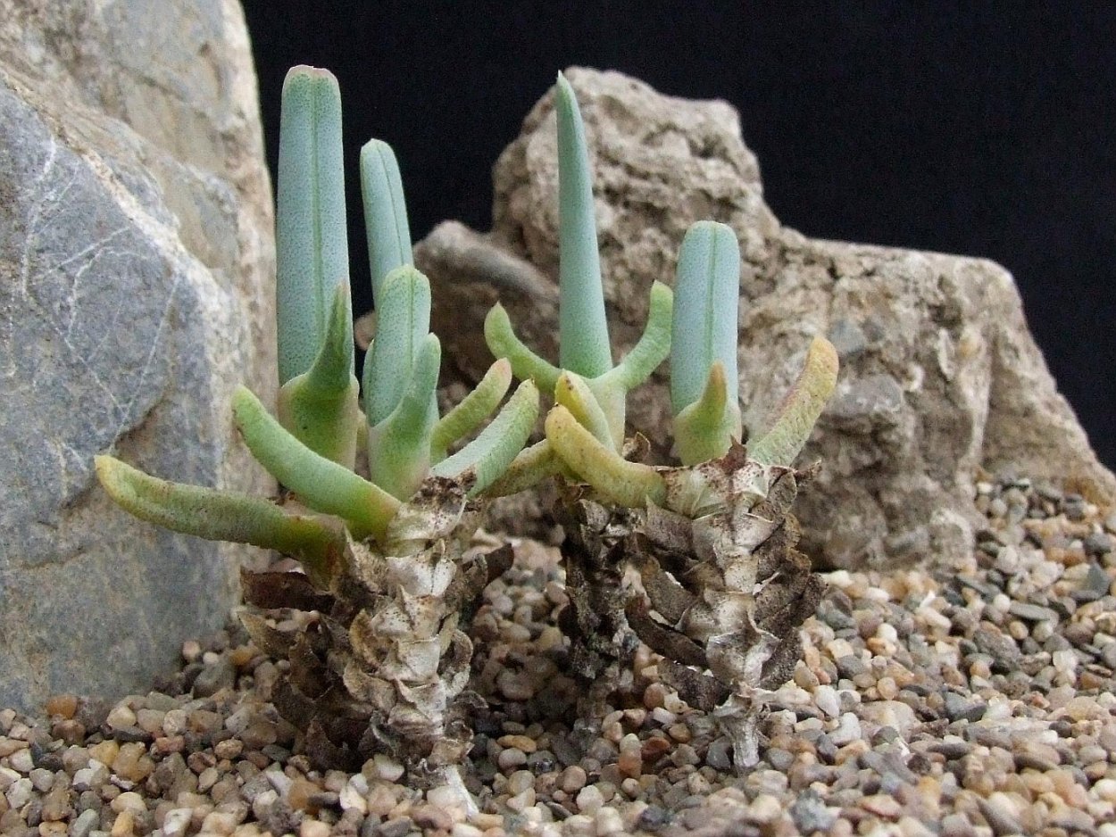 Суккулент Гиббеум