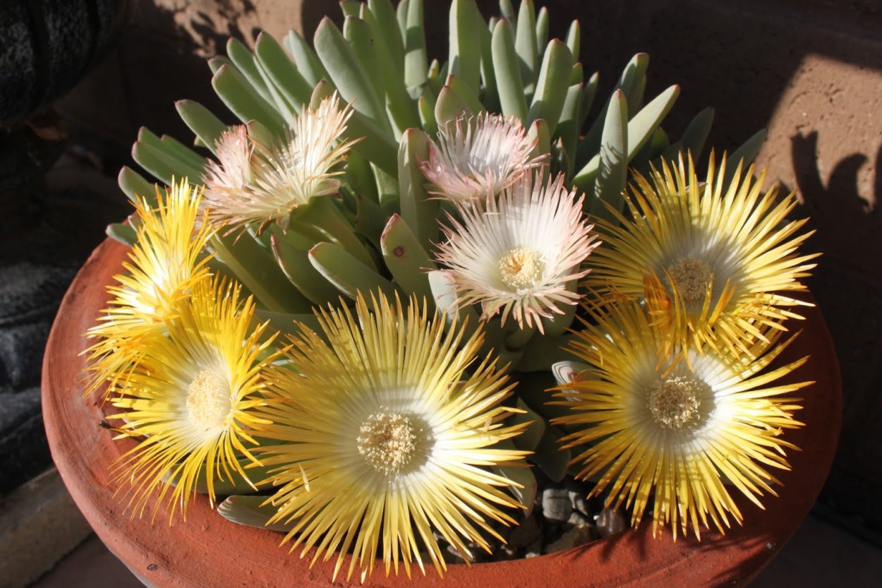 Хейридопсис зубчатый