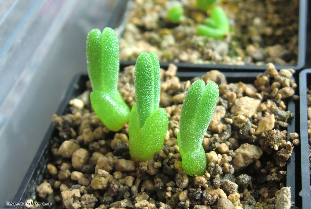 Cheiridopsis imitans