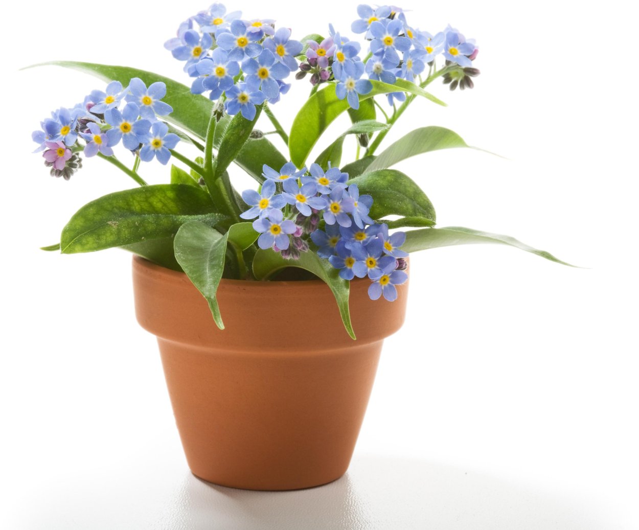 Незабудка голубая комнатная
