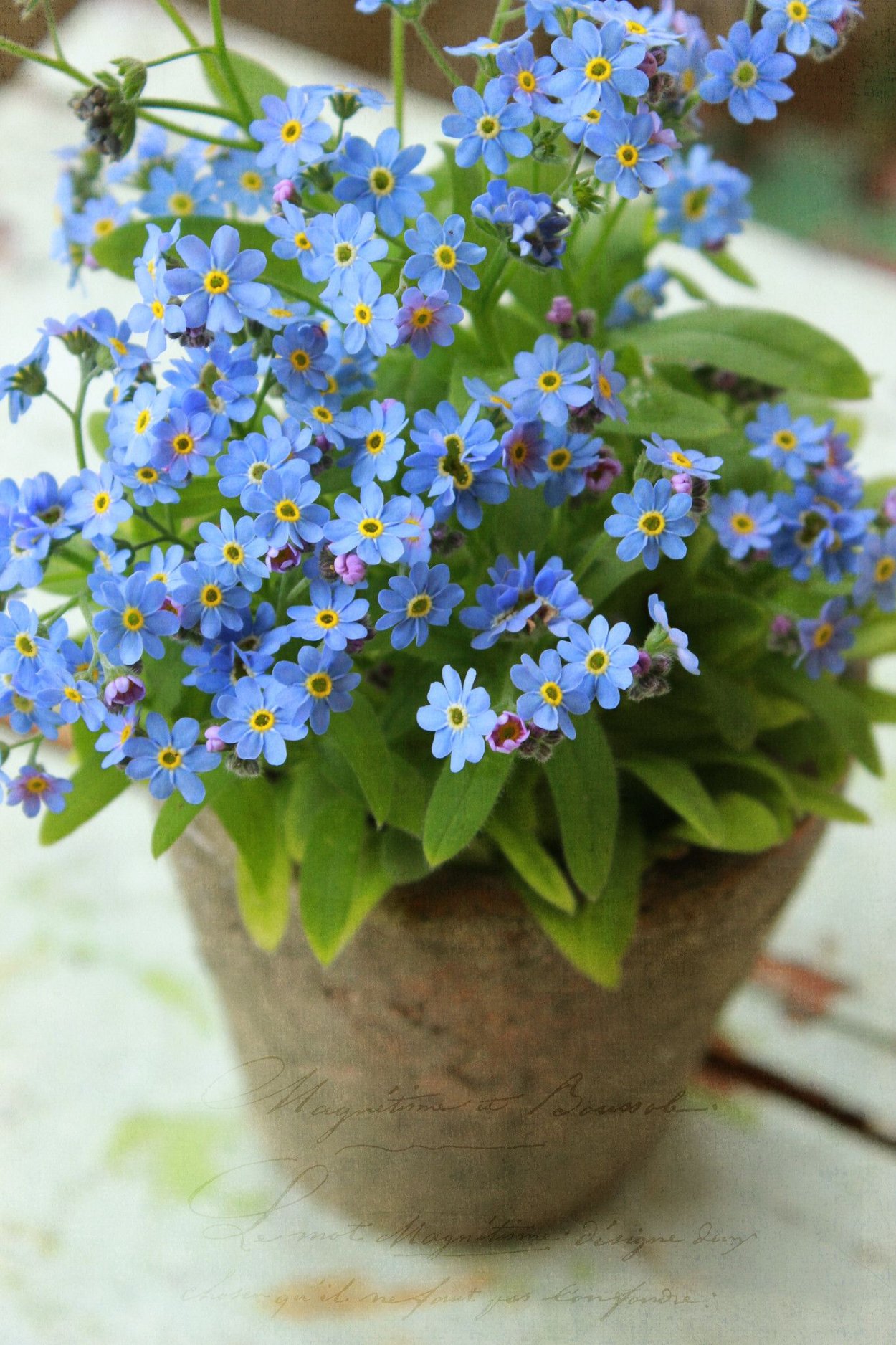 Незабудка Полевая (Myosotis arvensis)