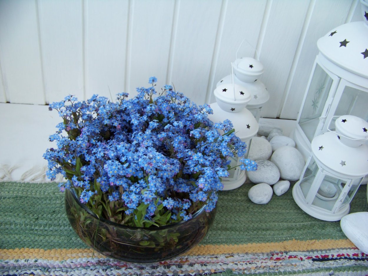 Незабудка выращивание дома