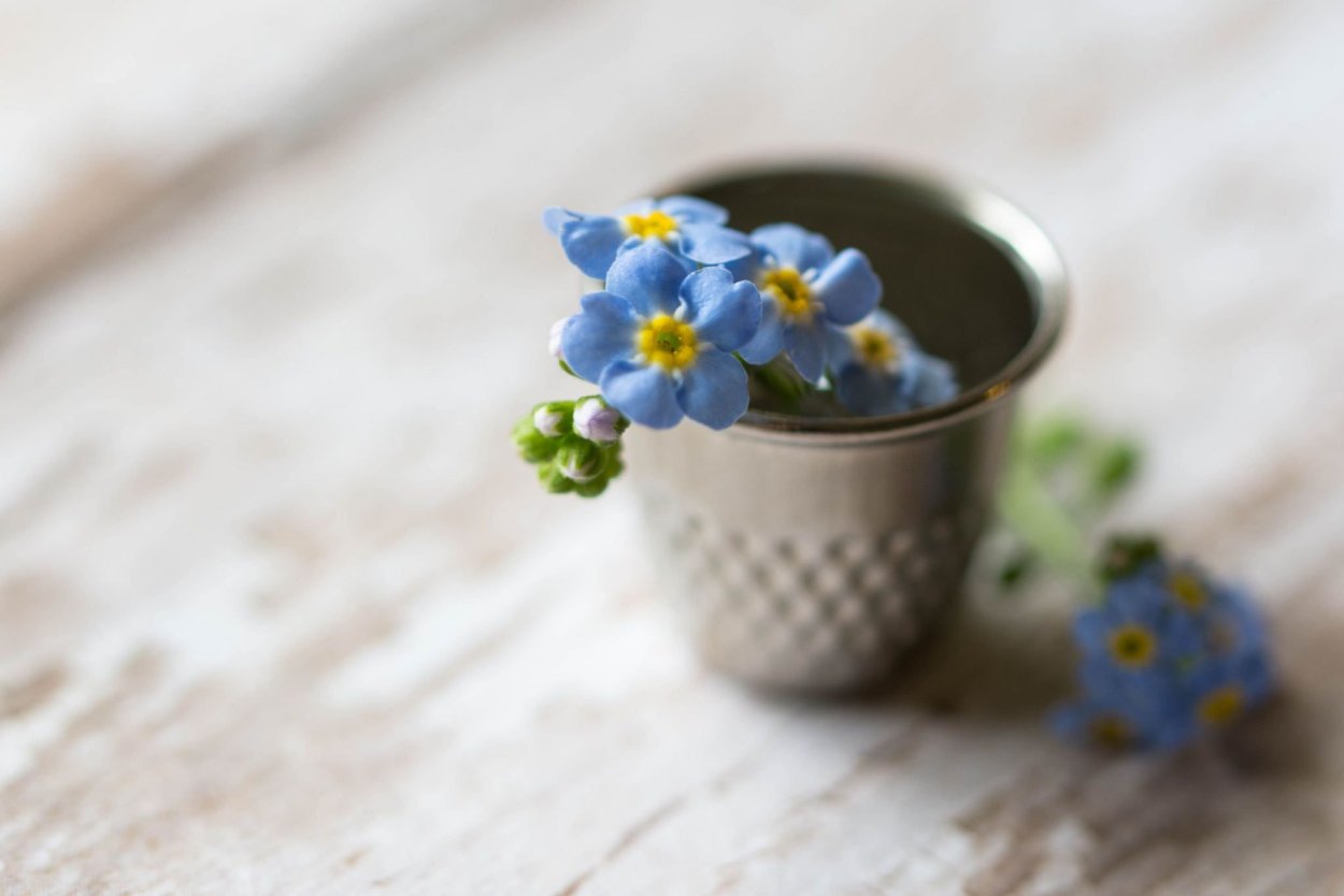 Незабудки комнатные живые в горшке