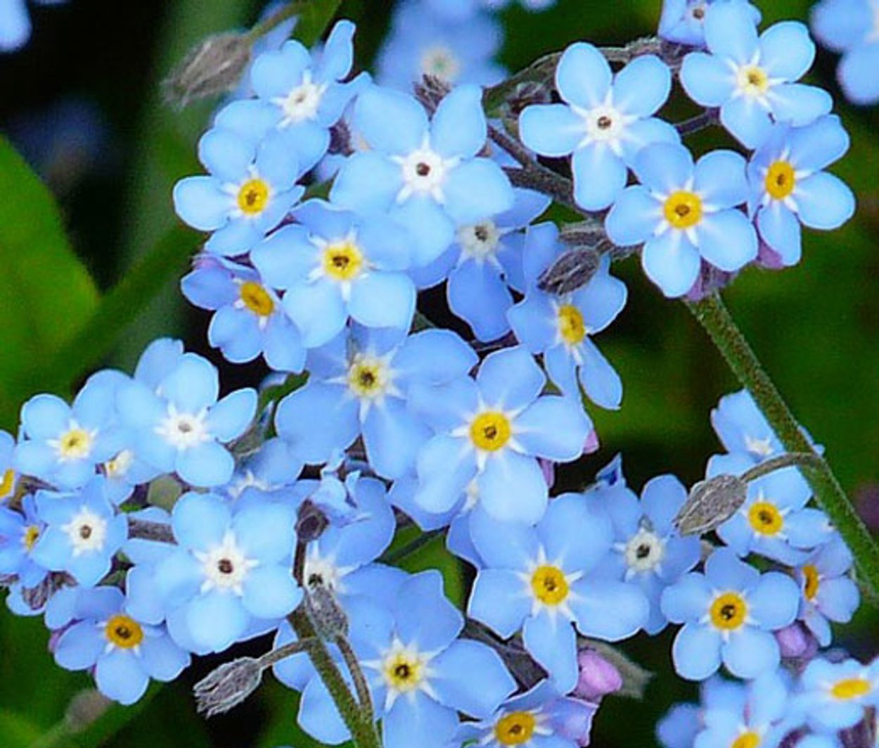 Незабудка Лесная Myosotis sylvatica