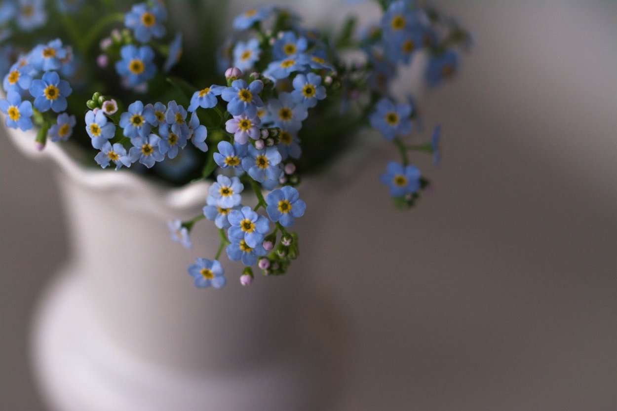 Нежные цветы незабудки