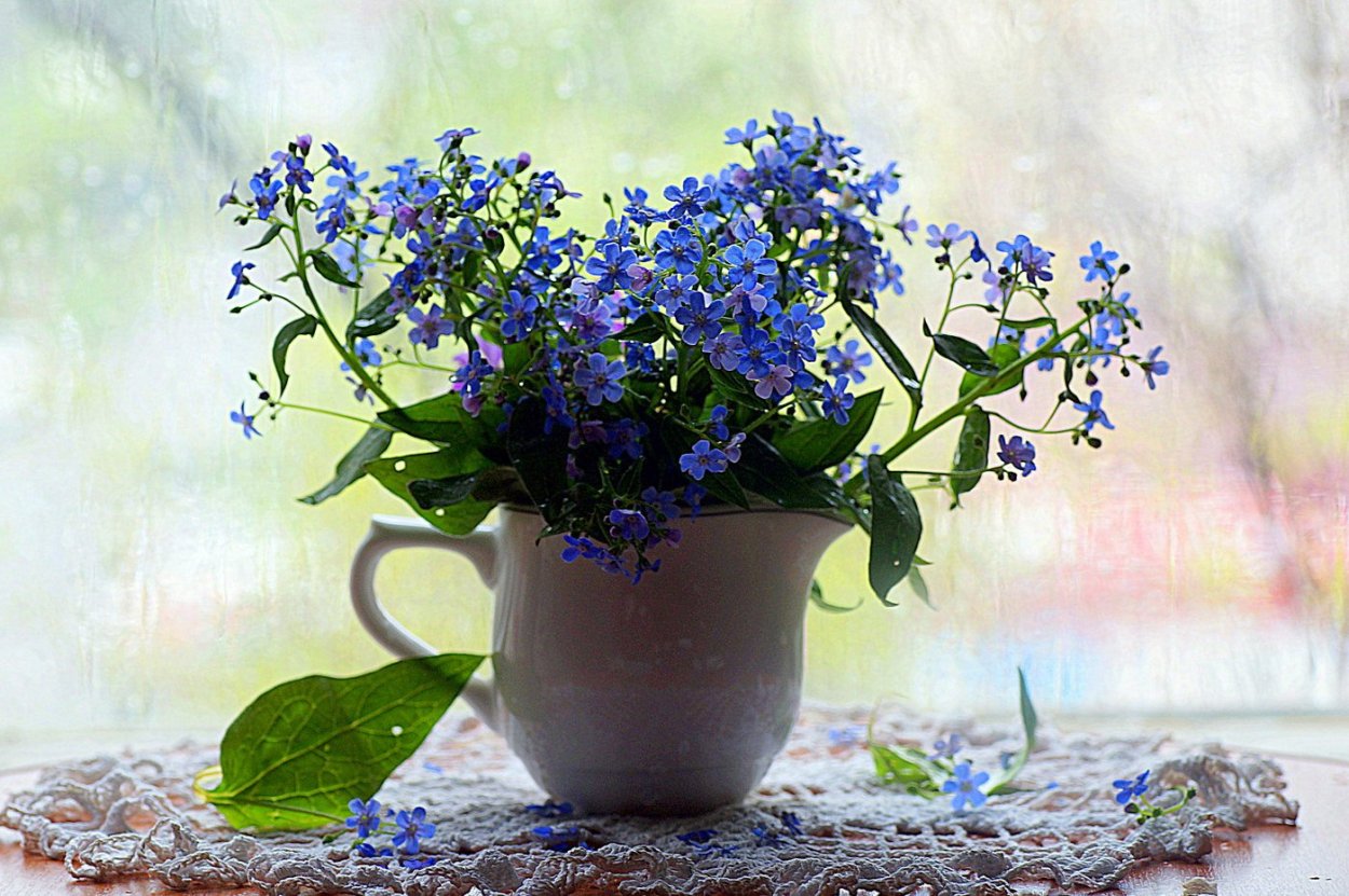 Незабудки на подоконнике