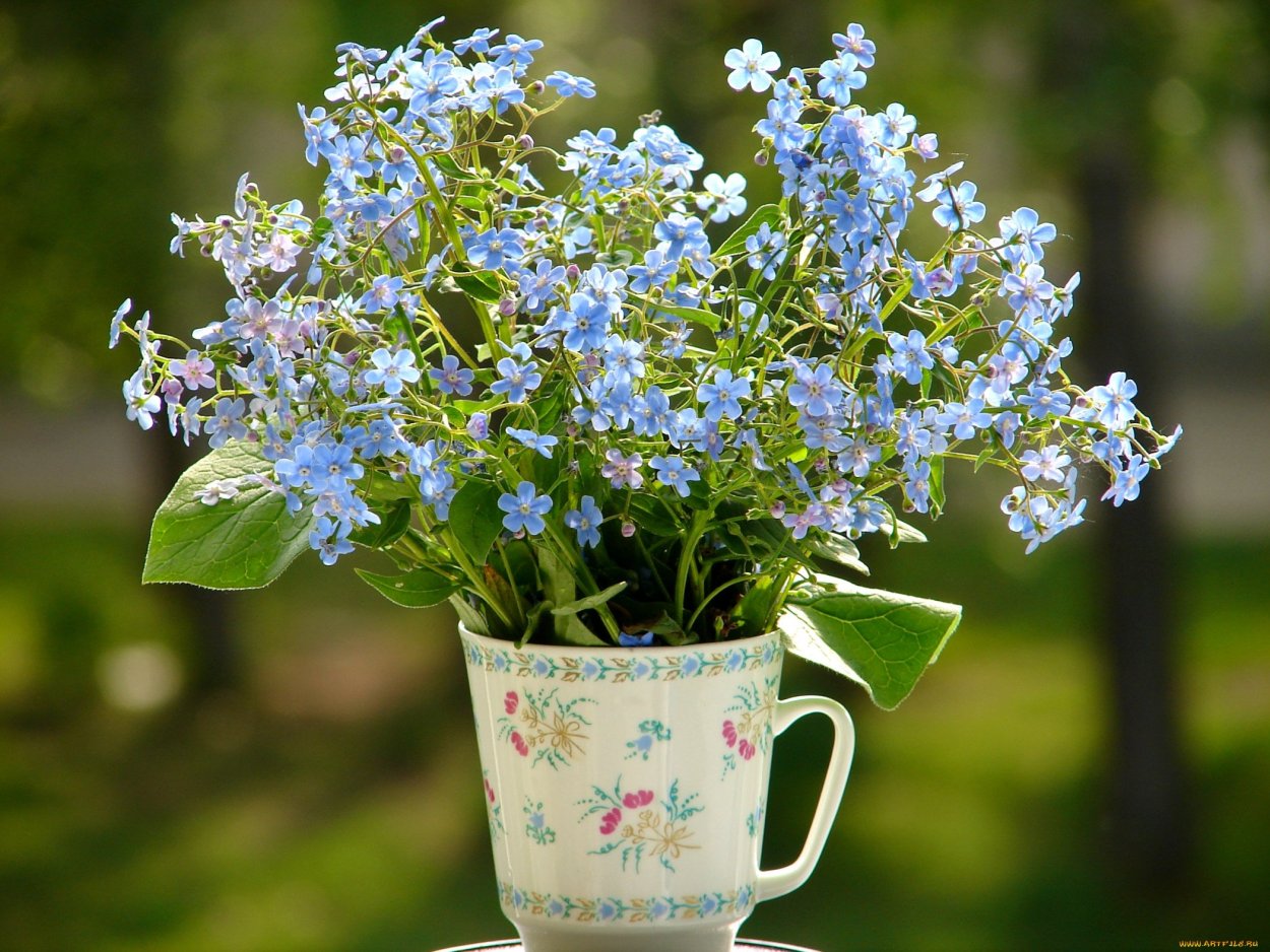 Букет незабудок