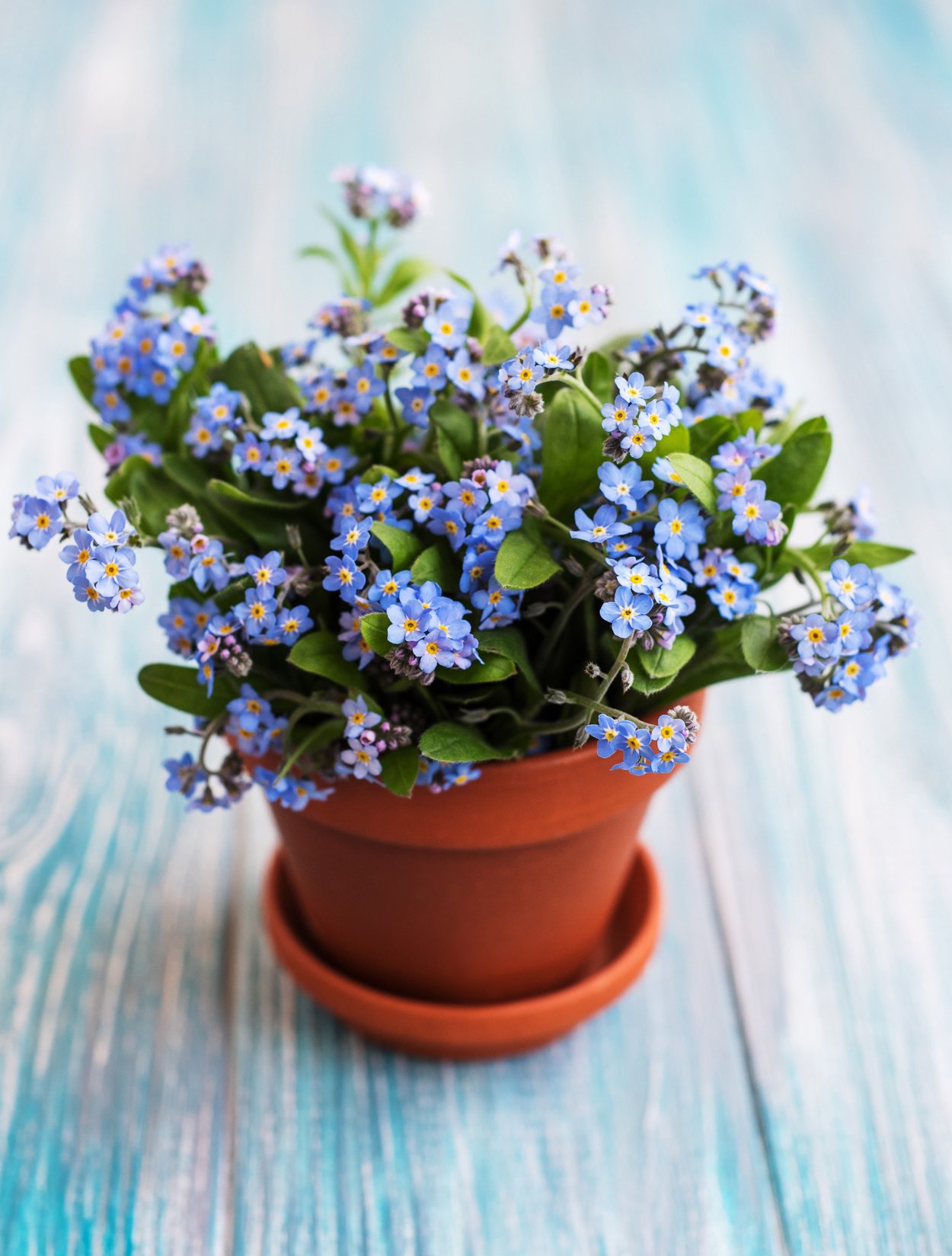 Незабудка голубая в горшке