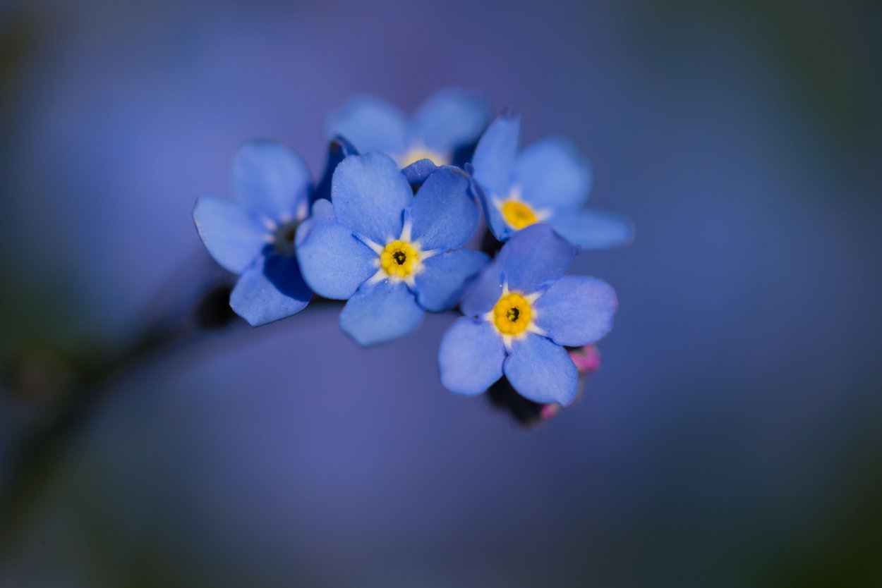 Forget-me-nots in a Pot