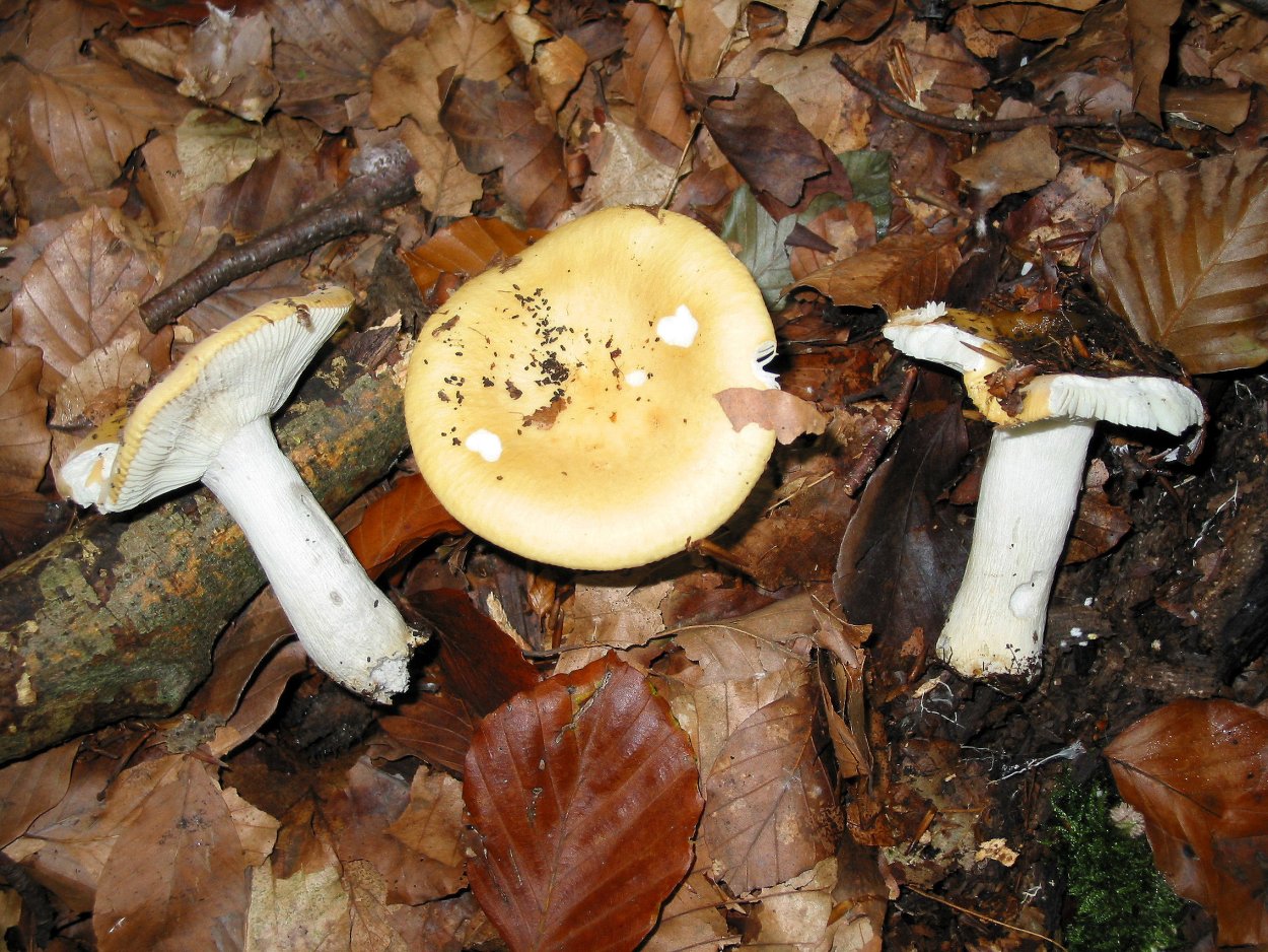 Сыроежка золотисто желтая (Russula lutea)