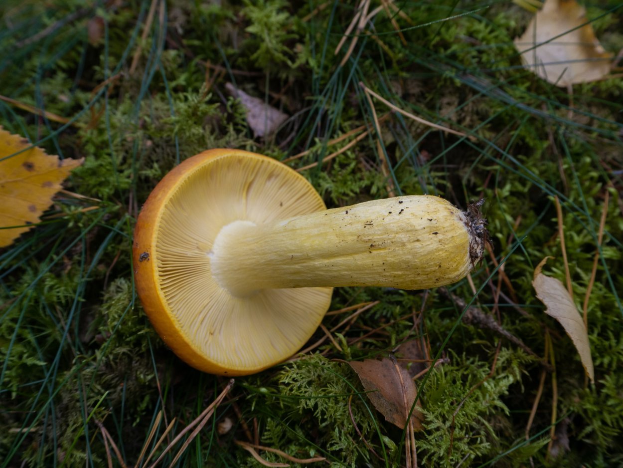 Сыроежка охристая