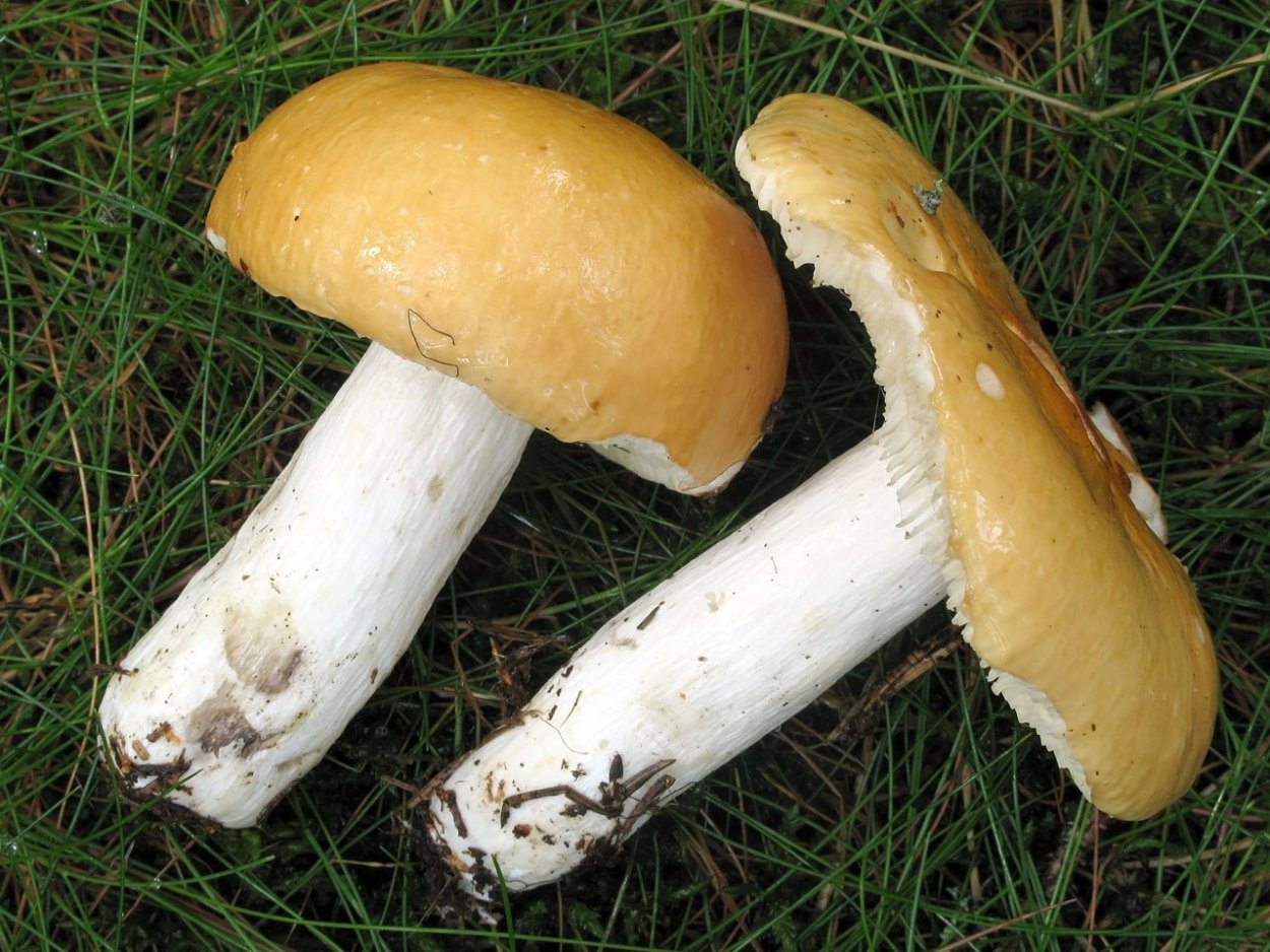 Условно съедобные сыроежки